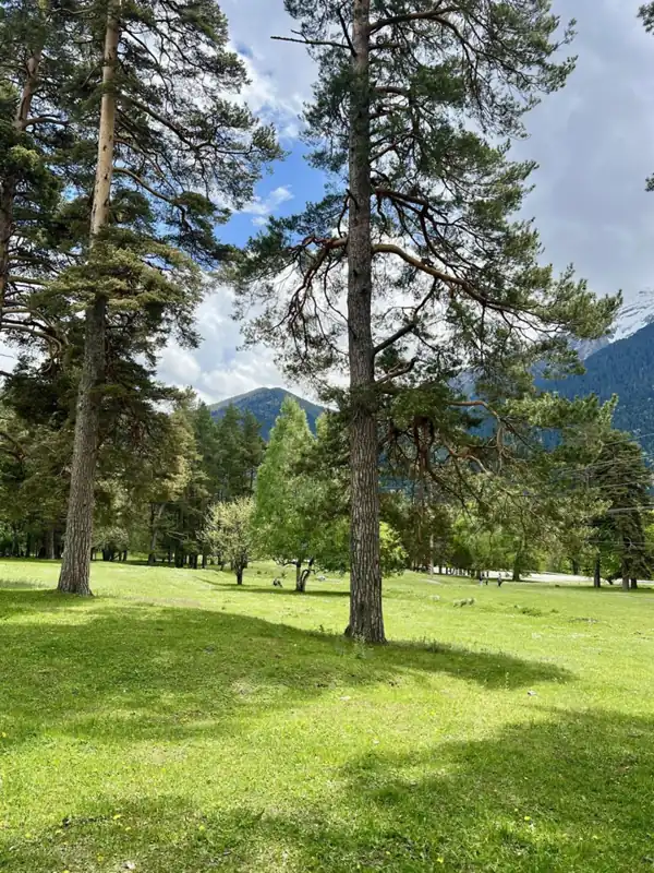 Комплекс домиков «Paradise Forest» в Архызе, фото 2