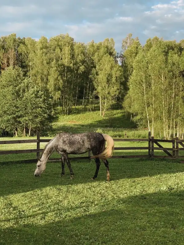 Семейный глэмпинг «БеМе» в Дольском, фото 2