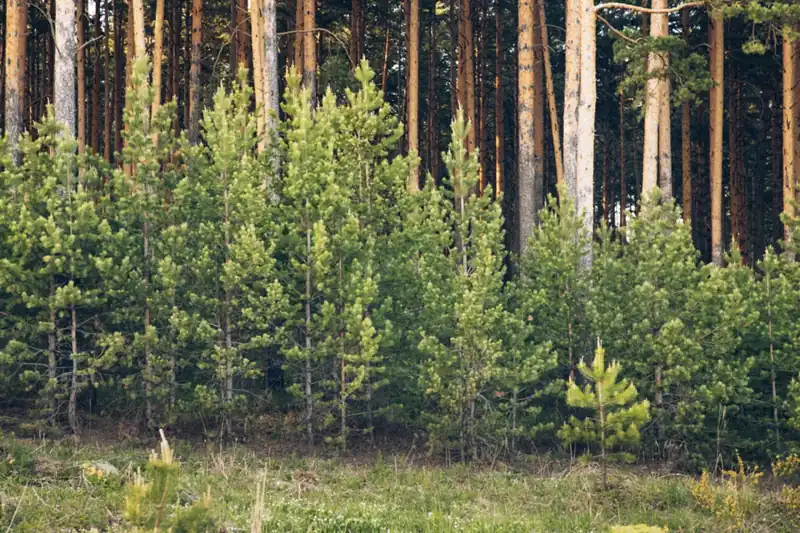 Глэмпинг «Ёлки Кэмп» в Кусе, фото 2