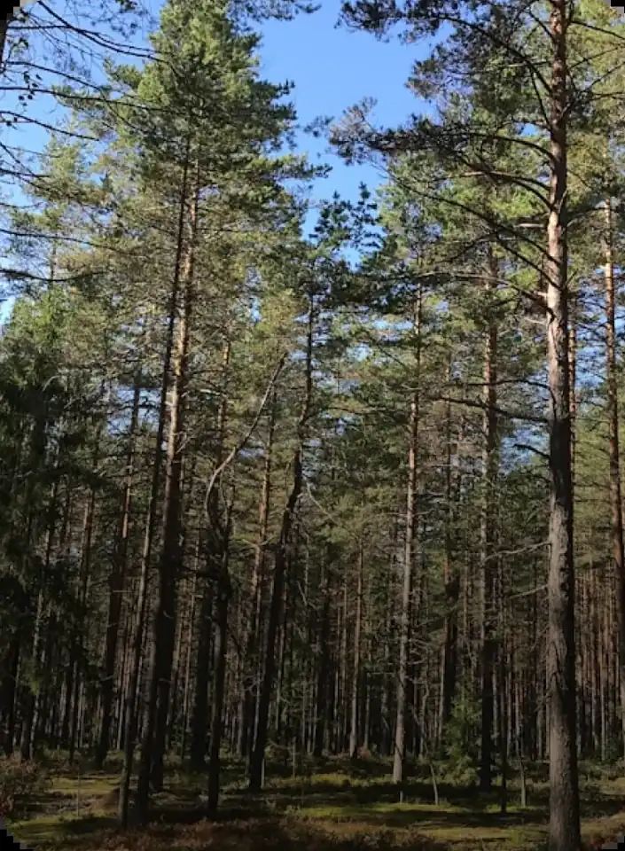 Гостевой комплекс «Берег» в сосновом бору на Волге, фото 2