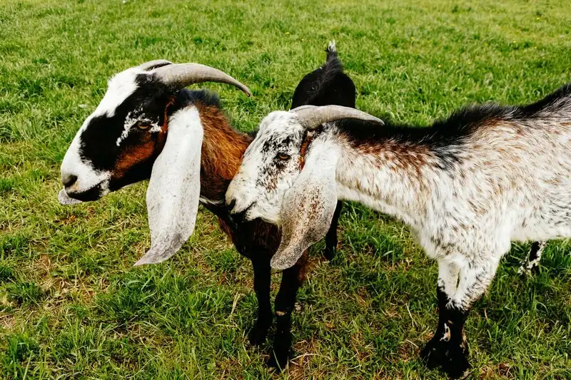 Загородный клуб Ранчо.рф, фото 3